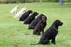 BWdoggies > sit, stay!