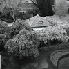 BWdoggies > Filter Case Study3 photo
